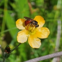 Exoneura sp. (genus) at QPRC LGA - 16 Dec 2023