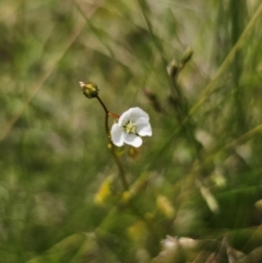 Drosera gunniana (Pale Sundew) at Captains Flat, NSW - 16 Dec 2023 by Csteele4