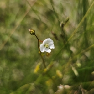 Drosera gunniana at QPRC LGA - 16 Dec 2023