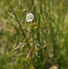 Drosera gunniana at QPRC LGA - 16 Dec 2023