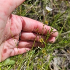 Drosera gunniana at QPRC LGA - 16 Dec 2023 03:15 PM