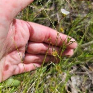 Drosera gunniana at QPRC LGA - 16 Dec 2023