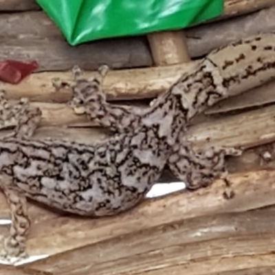 Christinus marmoratus (Southern Marbled Gecko) at Capital Hill, ACT - 12 Dec 2023 by wandering