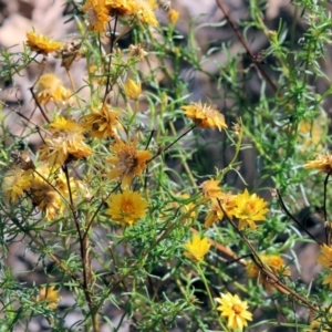 Xerochrysum viscosum at Jack Perry Reserve - 16 Dec 2023