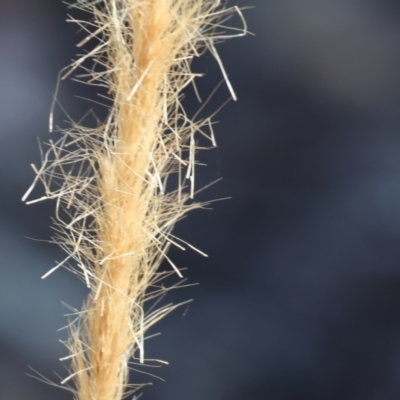 Dichelachne sp. (Plume Grasses) at Wodonga, VIC - 15 Dec 2023 by KylieWaldon
