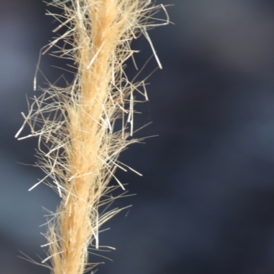 Dichelachne sp. (Plume Grasses) at Jack Perry Reserve - 16 Dec 2023 by KylieWaldon