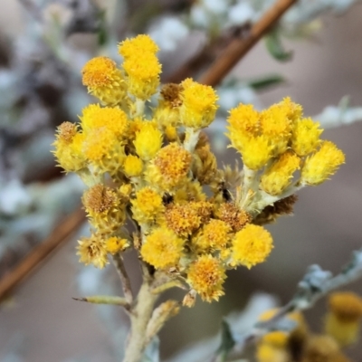 Chrysocephalum semipapposum (Clustered Everlasting) at Wodonga - 15 Dec 2023 by KylieWaldon