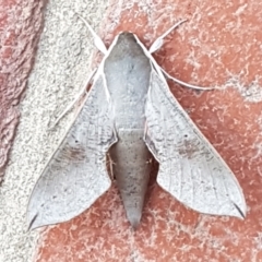 Hippotion scrofa (Coprosma Hawk Moth) at Capital Hill, ACT - 20 Sep 2023 by wandering