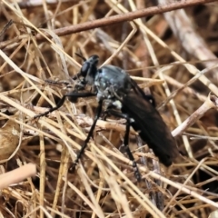 Unverified Robber fly (Asilidae) at Jack Perry Reserve - 16 Dec 2023 by KylieWaldon