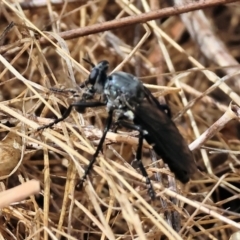 Unidentified Robber fly (Asilidae) at Jack Perry Reserve - 16 Dec 2023 by KylieWaldon