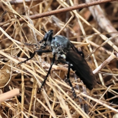 Unidentified Robber fly (Asilidae) at Wodonga, VIC - 15 Dec 2023 by KylieWaldon