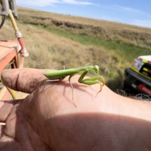 Mantis octospilota at Bredbo, NSW - 19 Mar 2023 01:49 PM