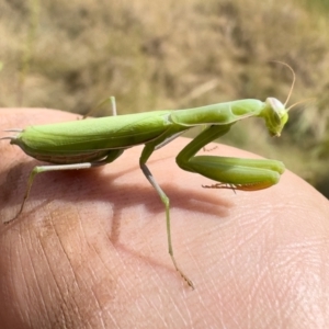 Mantis octospilota at Bredbo, NSW - 19 Mar 2023 01:49 PM