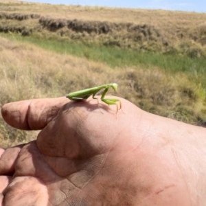 Mantis octospilota at Bredbo, NSW - 19 Mar 2023 01:49 PM