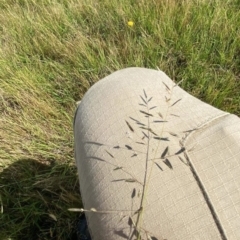 Eragrostis brownii (Common Love Grass) at Collector, NSW - 13 Dec 2023 by JT1997