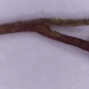 Eragrostis brownii at Collector, NSW - 13 Dec 2023