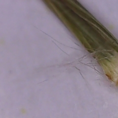 Eragrostis brownii at Collector, NSW - suppressed