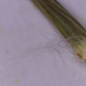 Eragrostis brownii at Collector, NSW - 13 Dec 2023