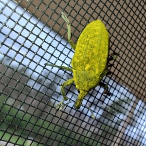 Larinus latus at Surf Beach, NSW - 16 Dec 2023 05:45 PM