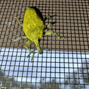 Larinus latus at Surf Beach, NSW - 16 Dec 2023