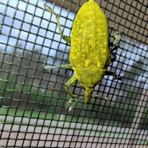 Larinus latus at Surf Beach, NSW - 16 Dec 2023 05:45 PM
