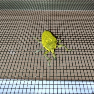 Larinus latus at Surf Beach, NSW - 16 Dec 2023 05:45 PM