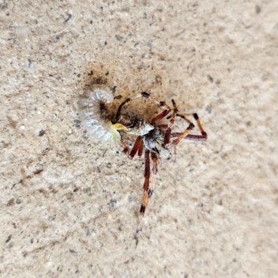 Apocrita (suborder) (Unidentified wasp) at Braidwood, NSW - 16 Dec 2023 by MatthewFrawley