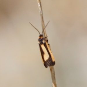 Phenacomorpha bisecta at Berridale, NSW - 4 Feb 2022 10:32 AM