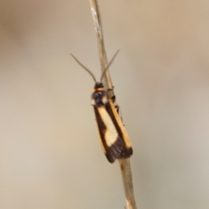 Phenacomorpha bisecta at Berridale, NSW - 4 Feb 2022