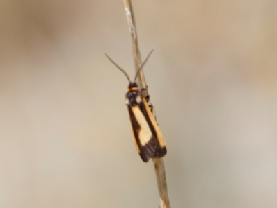 Phenacomorpha bisecta (Bisected Footman) at Berridale, NSW - 4 Feb 2022 by Illilanga