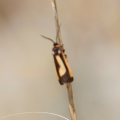 Phenacomorpha bisecta at Berridale, NSW - 4 Feb 2022 10:32 AM