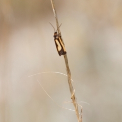 Phenacomorpha bisecta at Berridale, NSW - 4 Feb 2022 10:32 AM