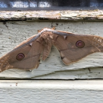 Opodiphthera eucalypti (Emperor Gum Moth) at Michelago, NSW - 7 Dec 2021 by Illilanga