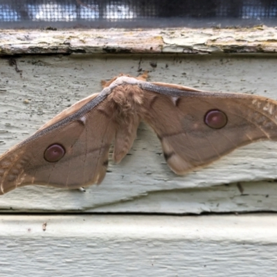 Opodiphthera eucalypti (Emperor Gum Moth) at Illilanga & Baroona - 7 Dec 2021 by Illilanga