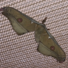 Opodiphthera eucalypti (Emperor Gum Moth) at Michelago, NSW - 6 Jan 2022 by Illilanga