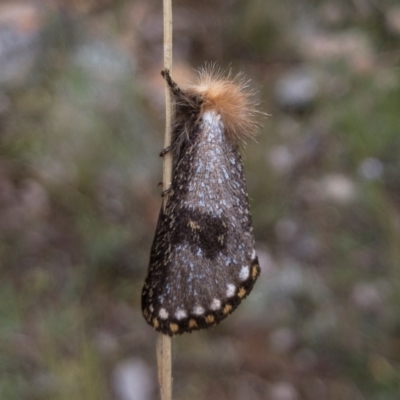 Epicoma contristis (Yellow-spotted Epicoma Moth) at Michelago, NSW - 30 Jan 2022 by Illilanga