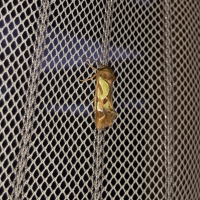Cosmodes elegans (Green Blotched Moth) at Michelago, NSW - 5 Dec 2021 by Illilanga