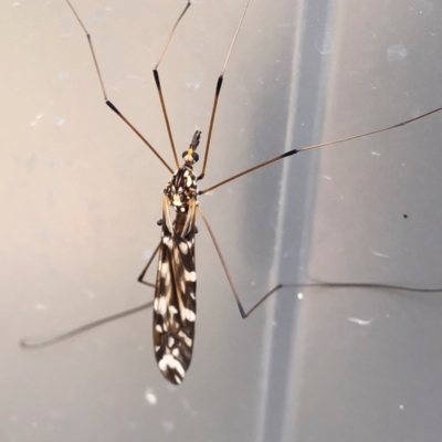 Ischnotoma (Ischnotoma) eburnea (A Crane Fly) at Michelago, NSW - 6 Nov 2021 by Illilanga