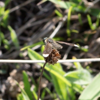 Comptosia apicalis (A bee fly) at Michelago, NSW - 29 Feb 2020 by Illilanga