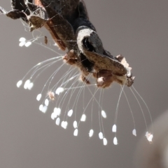 Neuroptera (order) (Unidentified lacewing) at Jack Perry Reserve - 16 Dec 2023 by KylieWaldon