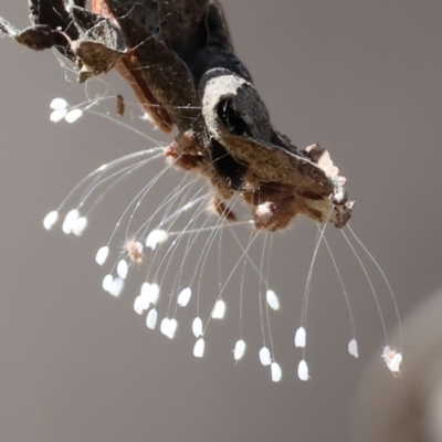 Neuroptera (order) (Unidentified lacewing) at Wodonga - 15 Dec 2023 by KylieWaldon