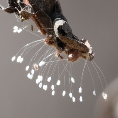 Neuroptera (order) (Unidentified lacewing) at Jack Perry Reserve - 16 Dec 2023 by KylieWaldon