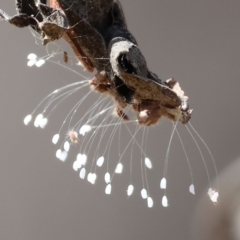 Neuroptera (order) (Unidentified lacewing) at Wodonga, VIC - 15 Dec 2023 by KylieWaldon