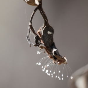 Neuroptera (order) at Jack Perry Reserve - 16 Dec 2023 09:05 AM