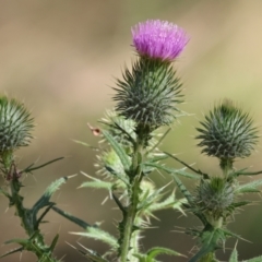 Cirsium vulgare (Spear Thistle) at Wodonga, VIC - 15 Dec 2023 by KylieWaldon