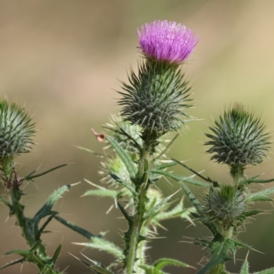 Cirsium vulgare (Spear Thistle) at Jack Perry Reserve - 16 Dec 2023 by KylieWaldon