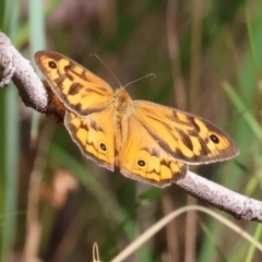 Heteronympha merope (Common Brown Butterfly) at Jack Perry Reserve - 15 Dec 2023 by KylieWaldon
