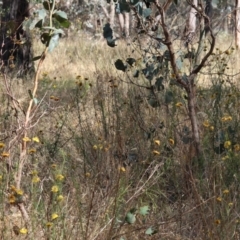 Heteronympha merope at Jack Perry Reserve - 16 Dec 2023 08:25 AM