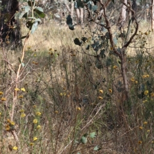 Heteronympha merope at Jack Perry Reserve - 16 Dec 2023