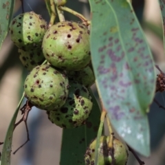 Trichilogaster sp. (genus) (Acacia gall wasp) at Jack Perry Reserve - 16 Dec 2023 by KylieWaldon